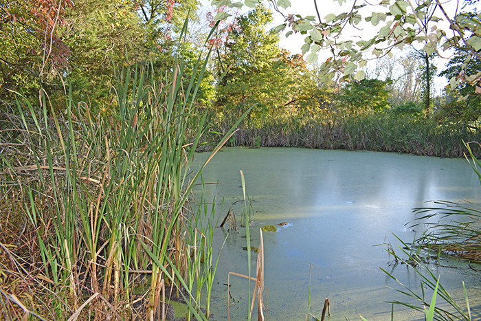 A pond in Delaware Township by Carla Kelly-Mackey.